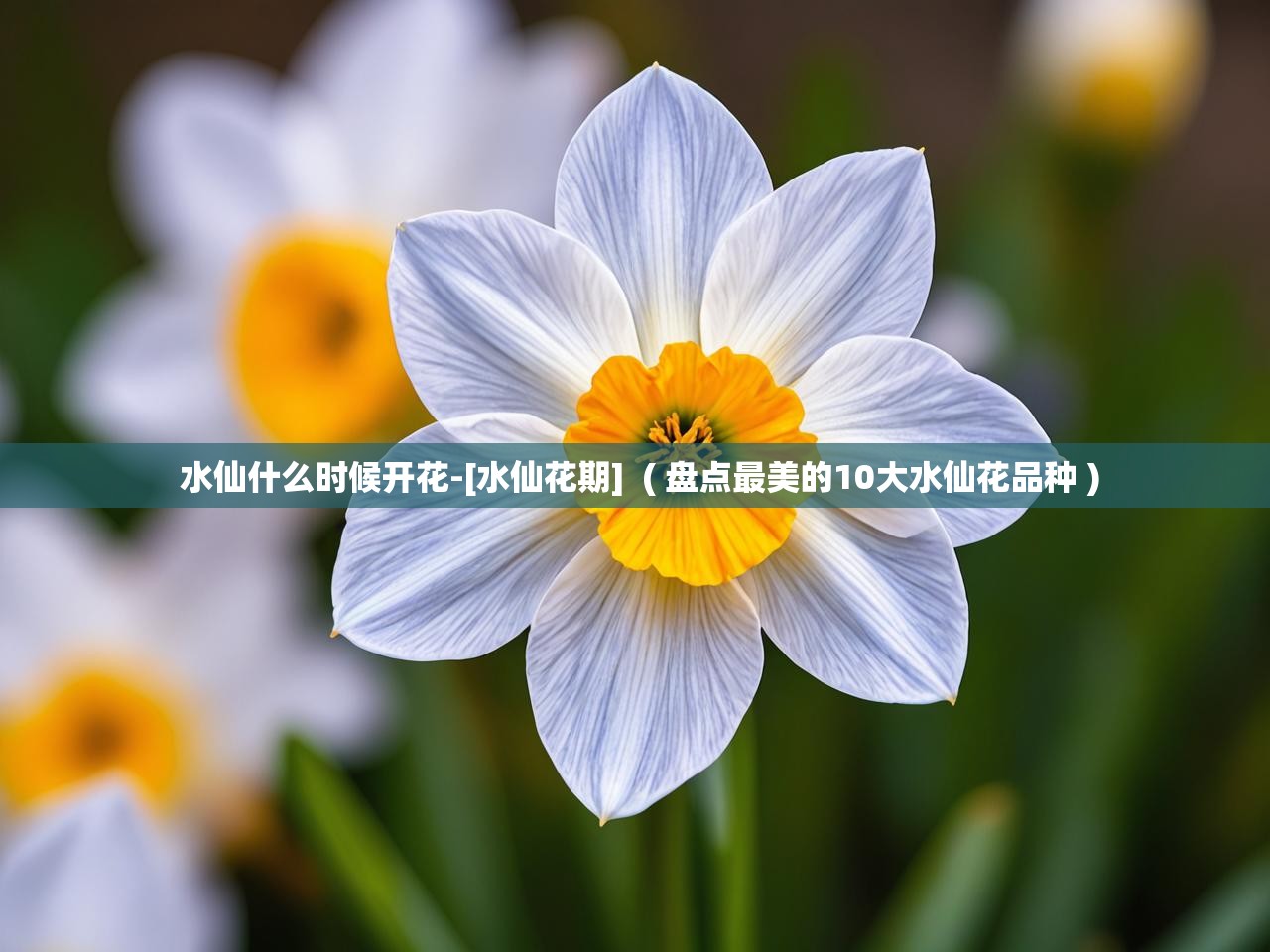  水仙什么时候开花-[水仙花期]  ( 盘点最美的10大水仙花品种 )