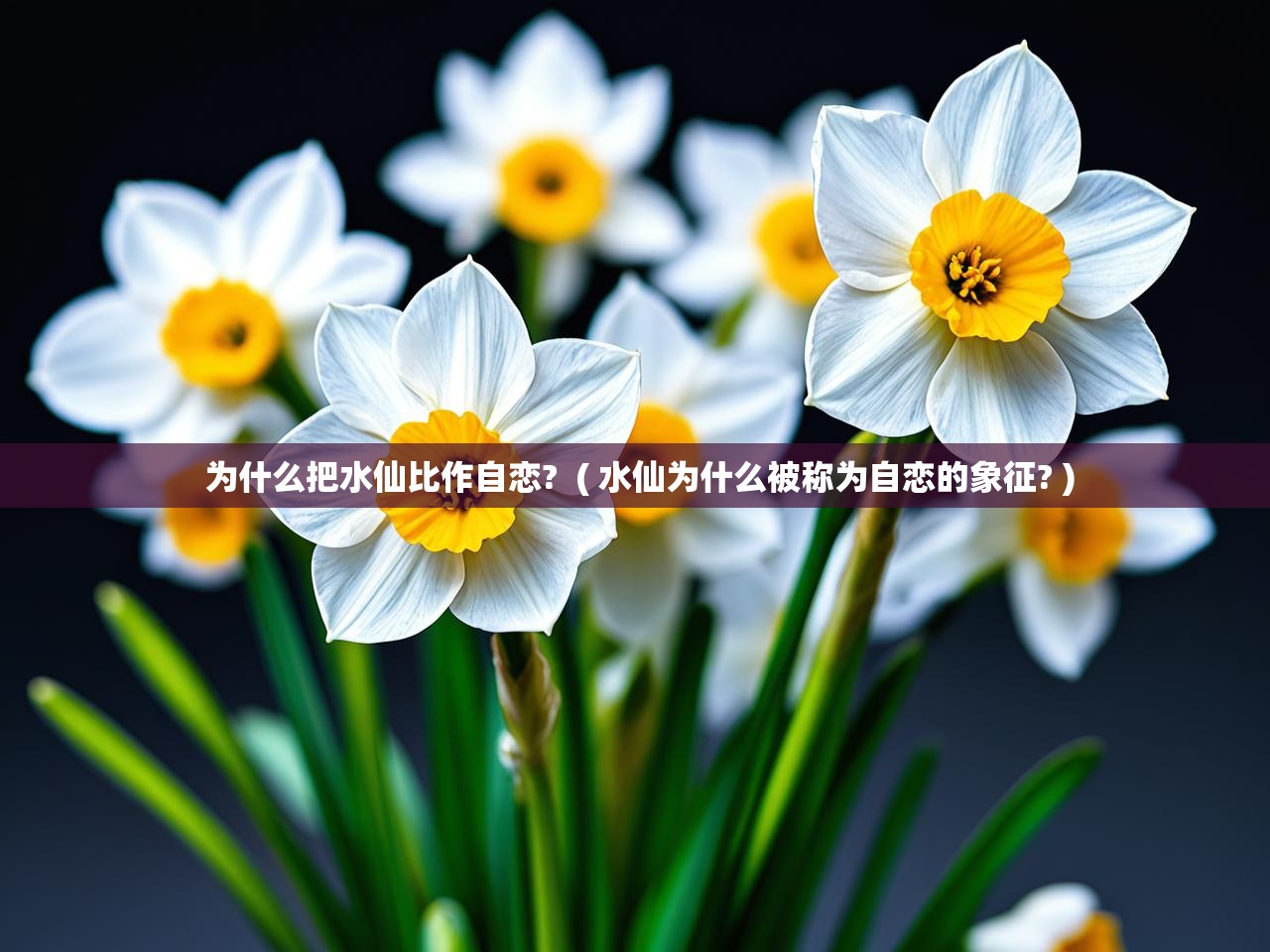  为什么把水仙比作自恋?  ( 水仙为什么被称为自恋的象征? )