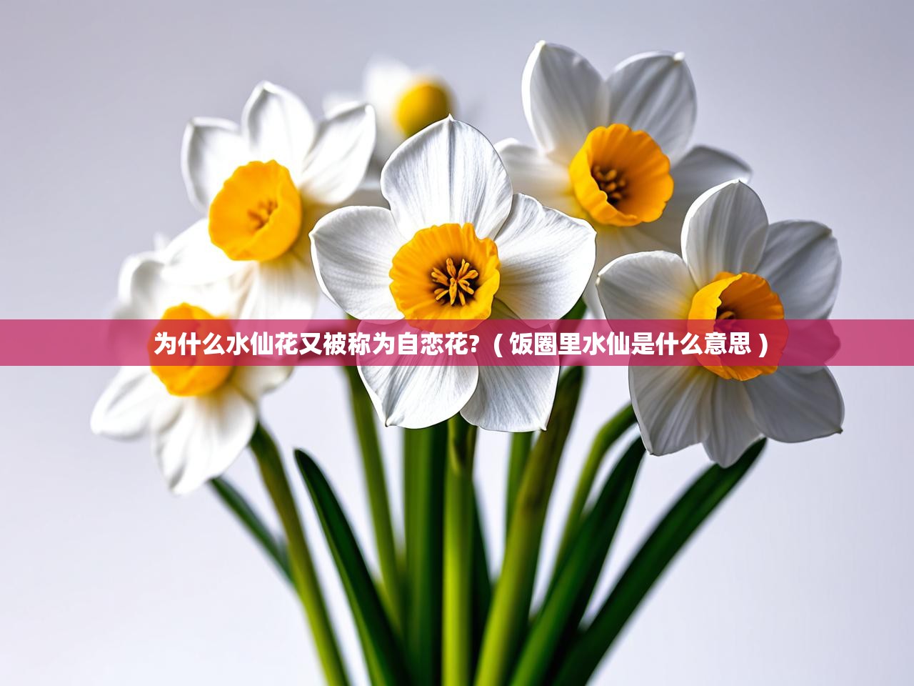  为什么水仙花又被称为自恋花?  ( 饭圈里水仙是什么意思 )