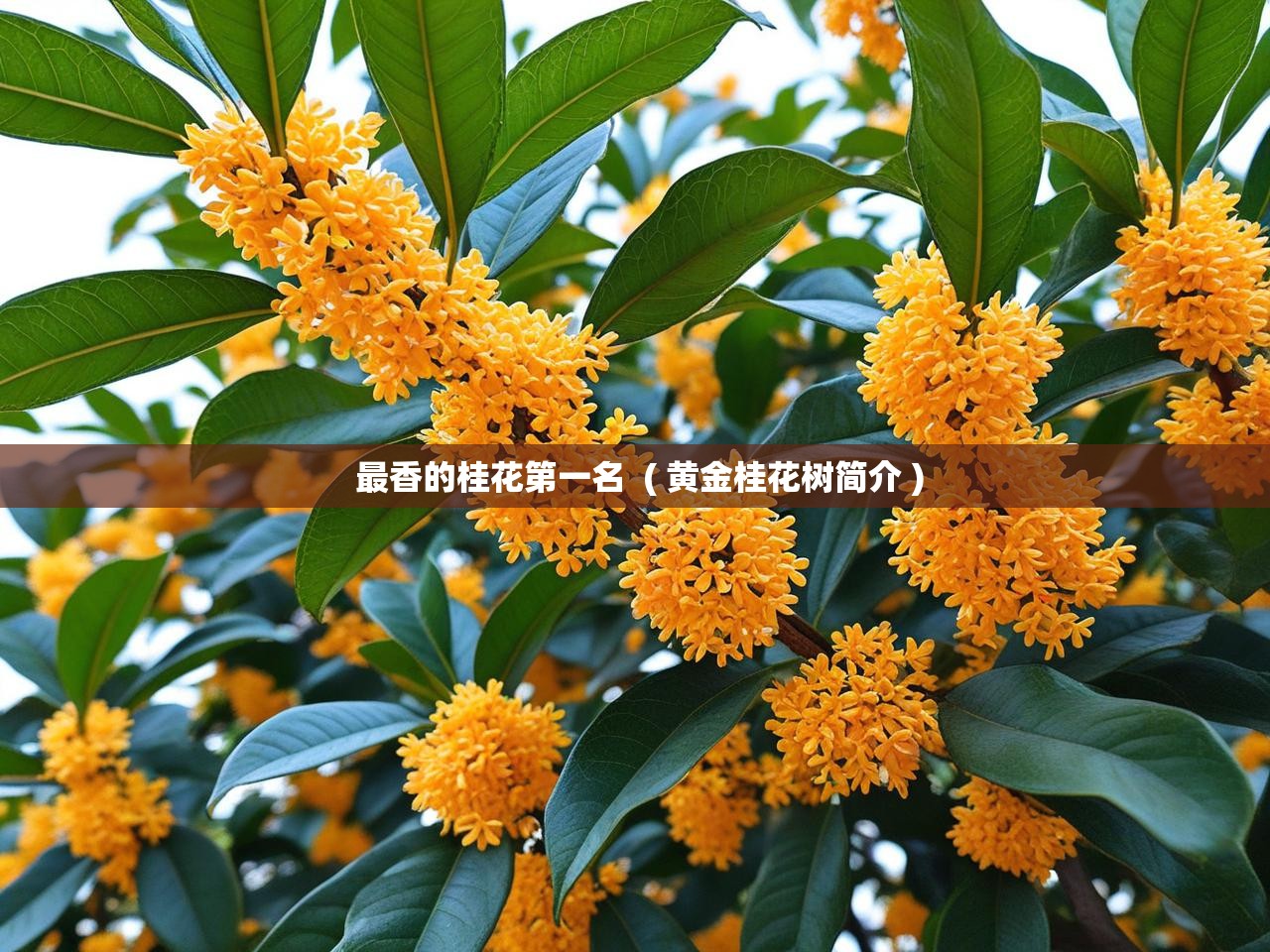  最香的桂花第一名  ( 黄金桂花树简介 )