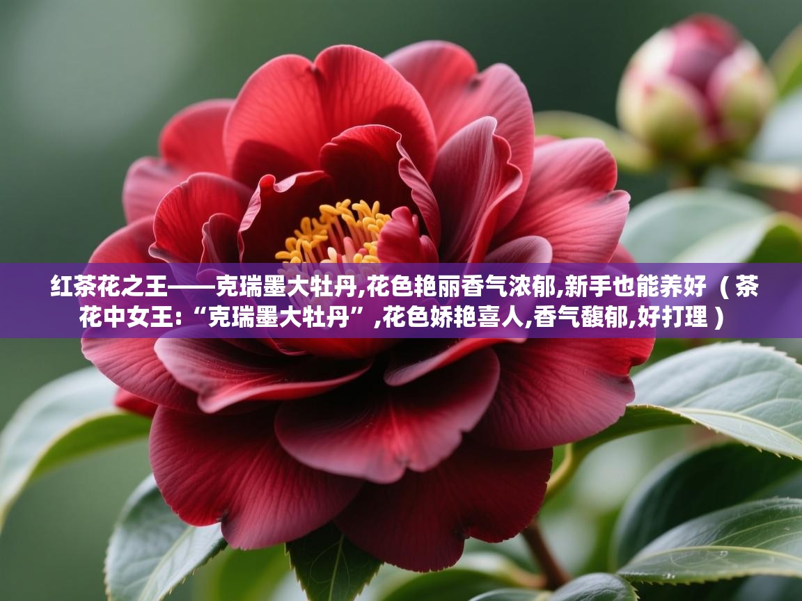  红茶花之王——克瑞墨大牡丹,花色艳丽香气浓郁,新手也能养好  ( 茶花中女王:“克瑞墨大牡丹”,花色娇艳喜人,香气馥郁,好打理 )