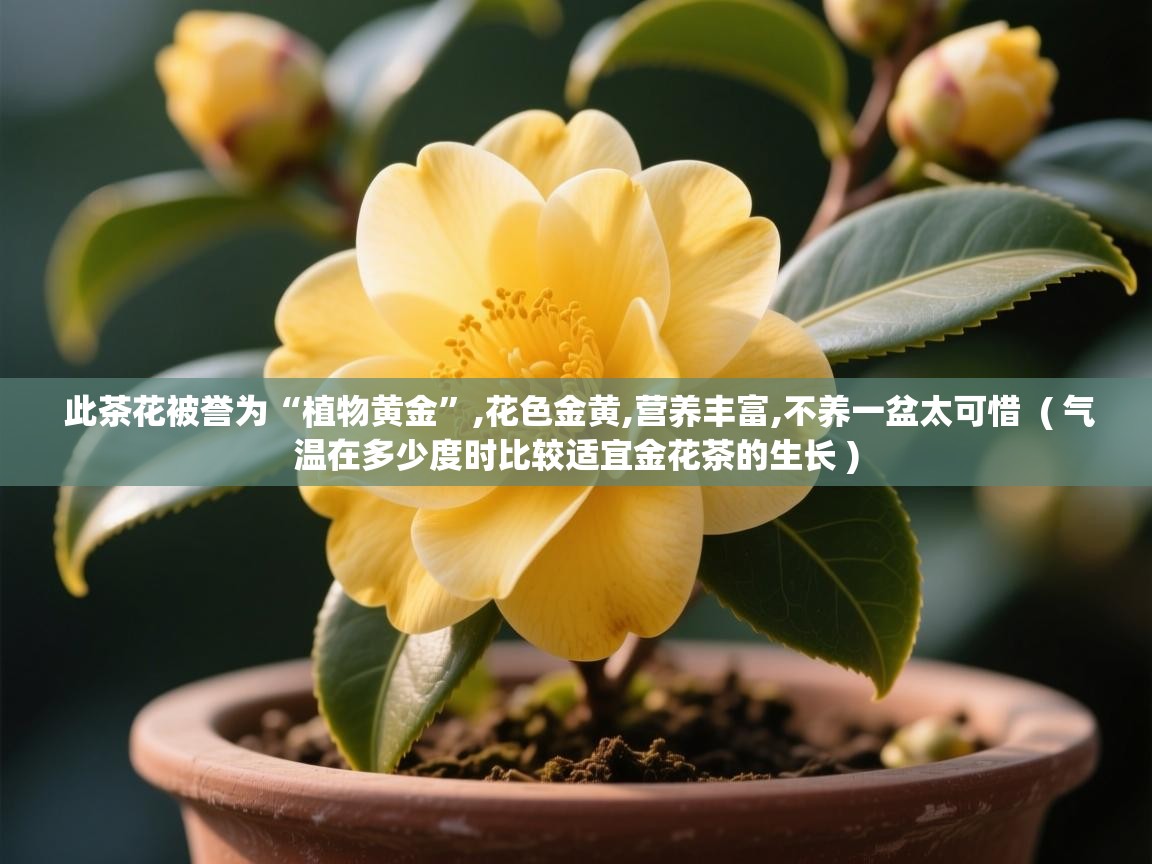  此茶花被誉为“植物黄金”,花色金黄,营养丰富,不养一盆太可惜  ( 气温在多少度时比较适宜金花茶的生长 )