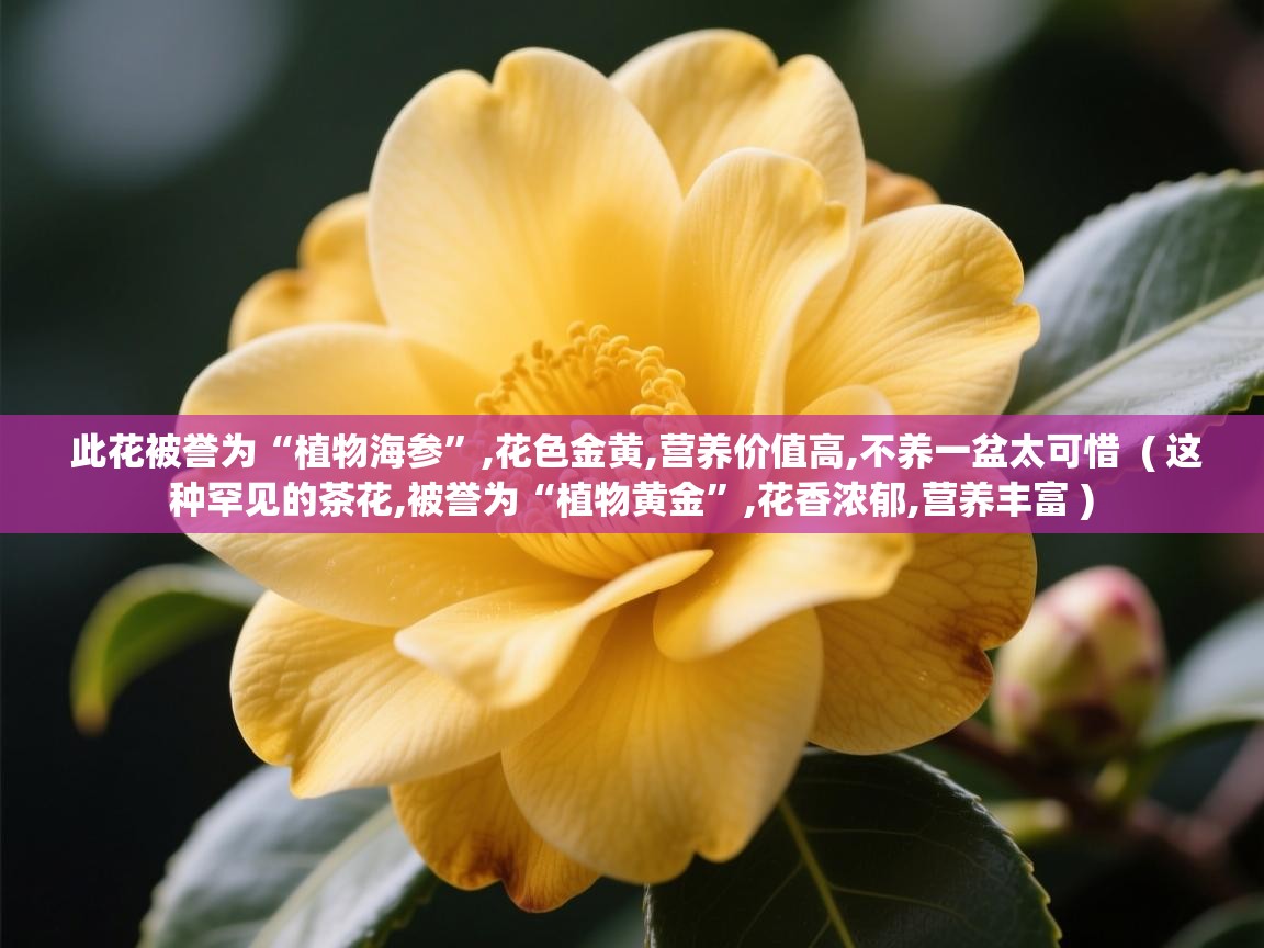  此花被誉为“植物海参”,花色金黄,营养价值高,不养一盆太可惜  ( 这种罕见的茶花,被誉为“植物黄金”,花香浓郁,营养丰富 )