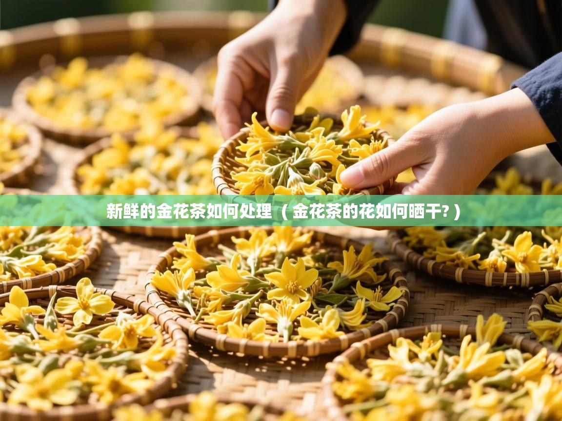 详细阅读: 新鲜的金花茶如何处理  ( 金花茶的花如何晒干? )  新鲜的金花茶如何处理  ( 金花茶的花如何晒干? )
