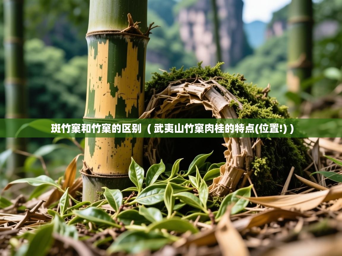斑竹窠和竹窠的区别  ( 武夷山竹窠肉桂的特点(位置!) )  斑竹窠和竹窠的区别  ( 武夷山竹窠肉桂的特点(位置!) )