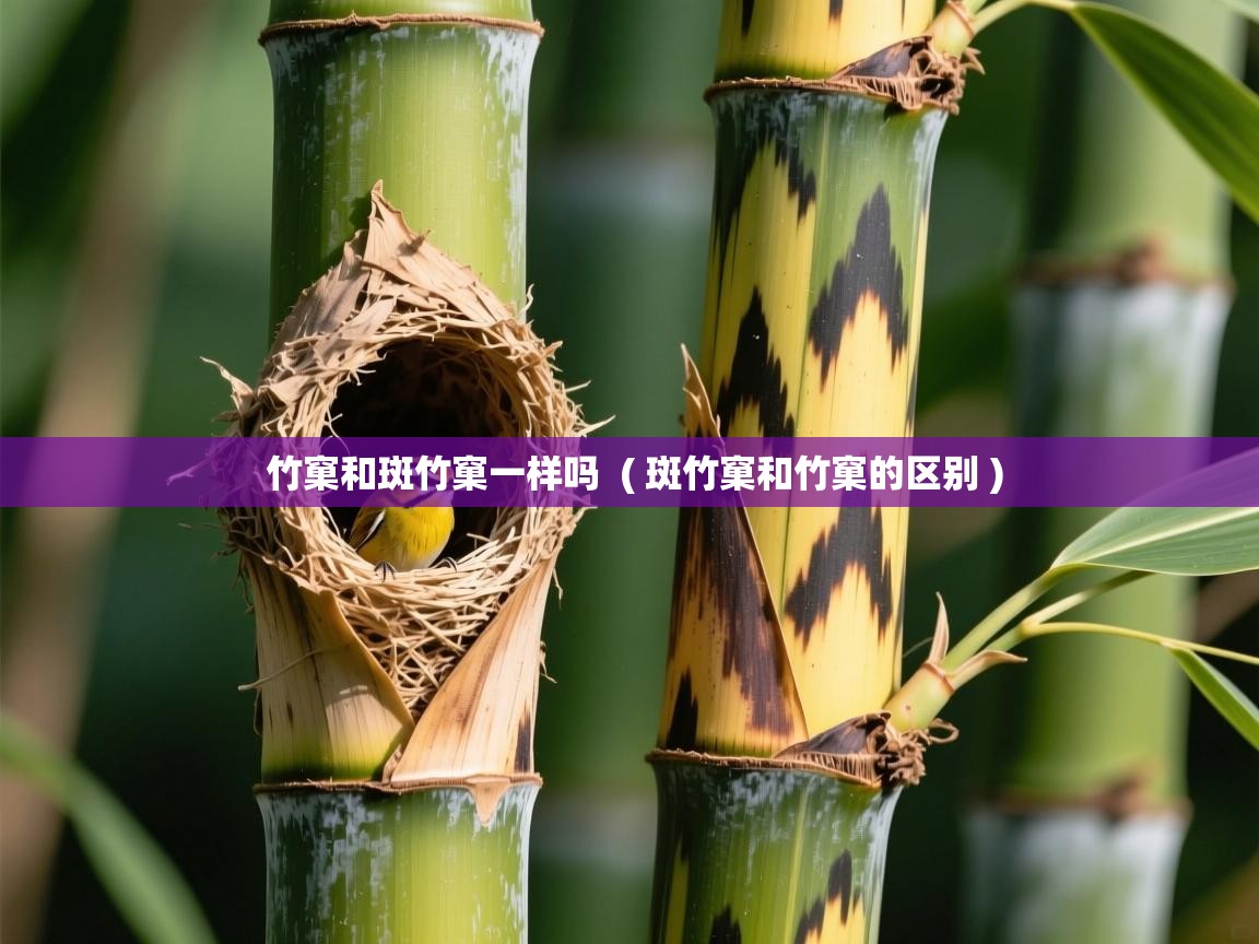 竹窠和斑竹窠一样吗  ( 斑竹窠和竹窠的区别 )  竹窠和斑竹窠一样吗  ( 斑竹窠和竹窠的区别 )
