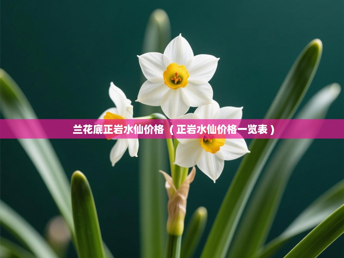 兰花底正岩水仙价格  ( 正岩水仙价格一览表 )  兰花底正岩水仙价格  ( 正岩水仙价格一览表 )