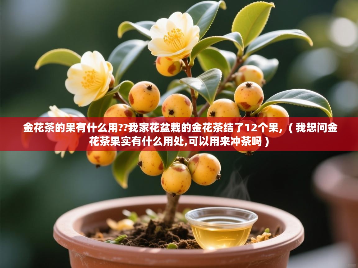 金花茶的果有什么用??我家花盆栽的金花茶结了12个果,  ( 我想问金花茶果实有什么用处,可以用来冲茶吗 )  金花茶的果有什么用??我家花盆栽的金花茶结了12个果,  ( 我想问金花茶果实有什么用处,可以用来冲茶吗 )