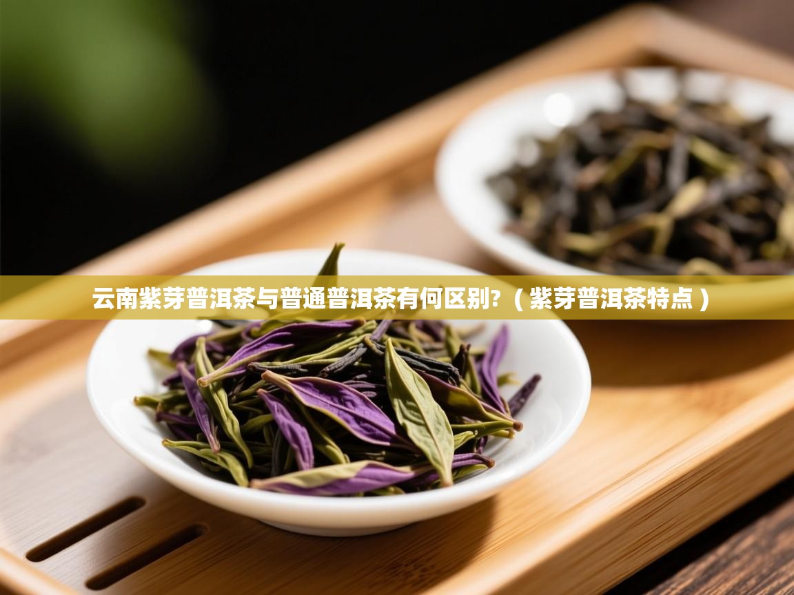 云南紫芽普洱茶与普通普洱茶有何区别?  ( 紫芽普洱茶特点 )  云南紫芽普洱茶与普通普洱茶有何区别?  ( 紫芽普洱茶特点 )