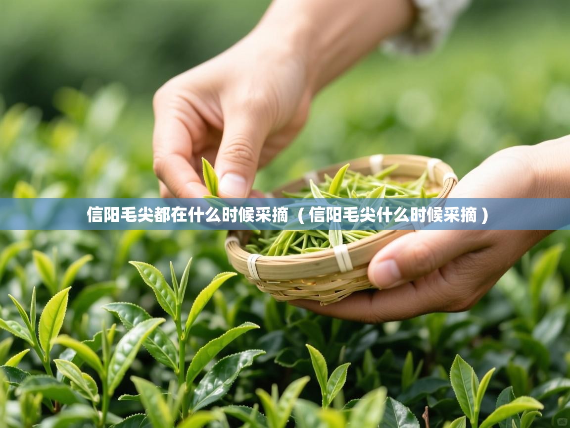 信阳毛尖都在什么时候采摘  ( 信阳毛尖什么时候采摘 )  信阳毛尖都在什么时候采摘  ( 信阳毛尖什么时候采摘 )