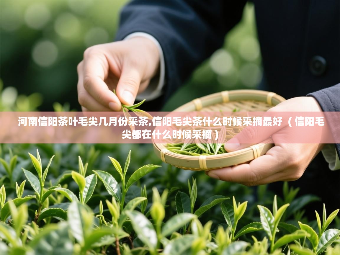 河南信阳茶叶毛尖几月份采茶,信阳毛尖茶什么时候采摘最好  ( 信阳毛尖都在什么时候采摘 )  河南信阳茶叶毛尖几月份采茶,信阳毛尖茶什么时候采摘最好  ( 信阳毛尖都在什么时候采摘 )