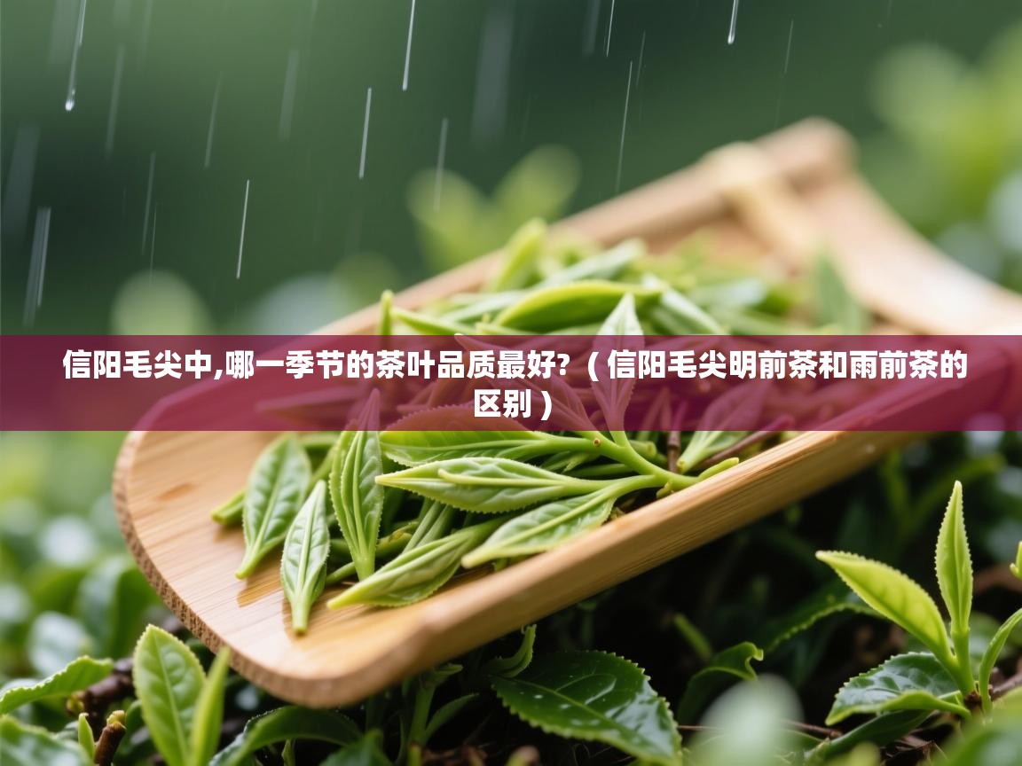 信阳毛尖中,哪一季节的茶叶品质最好?  ( 信阳毛尖明前茶和雨前茶的区别 )  信阳毛尖中,哪一季节的茶叶品质最好?  ( 信阳毛尖明前茶和雨前茶的区别 )