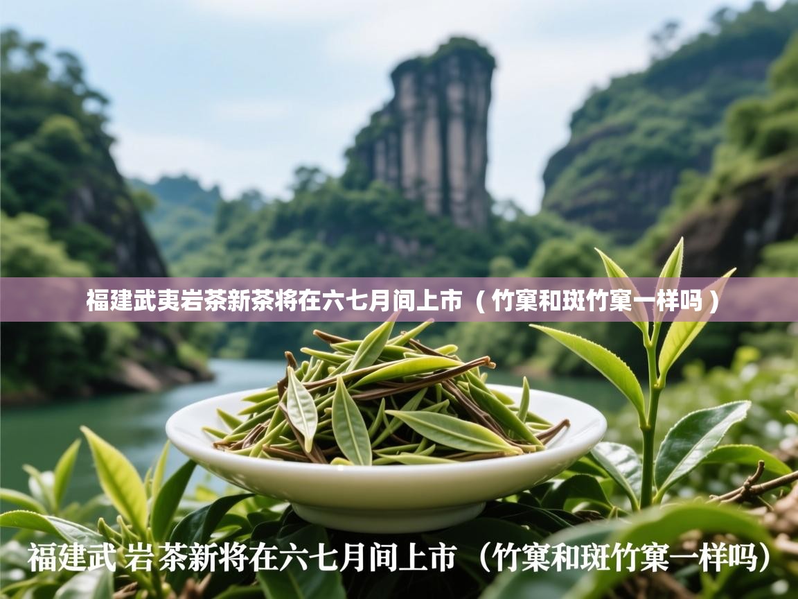  福建武夷岩茶新茶将在六七月间上市  ( 竹窠和斑竹窠一样吗 )
