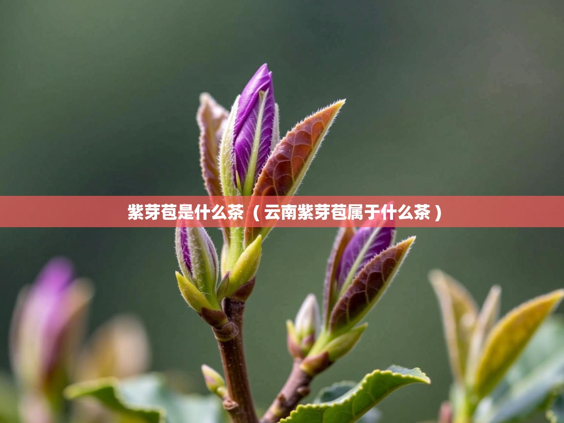紫芽苞是什么茶  ( 云南紫芽苞属于什么茶 )  紫芽苞是什么茶  ( 云南紫芽苞属于什么茶 )