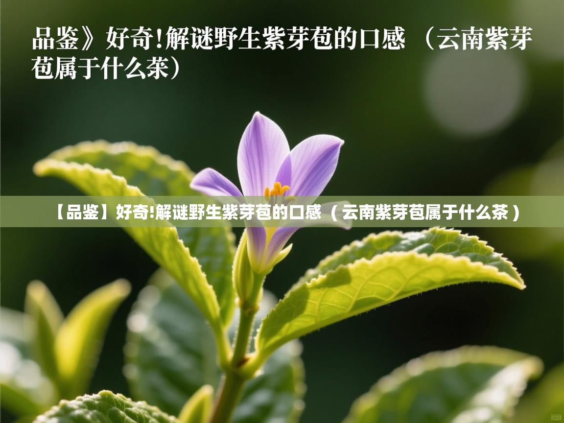 【品鉴】好奇!解谜野生紫芽苞的口感  ( 云南紫芽苞属于什么茶 )  【品鉴】好奇!解谜野生紫芽苞的口感  ( 云南紫芽苞属于什么茶 )