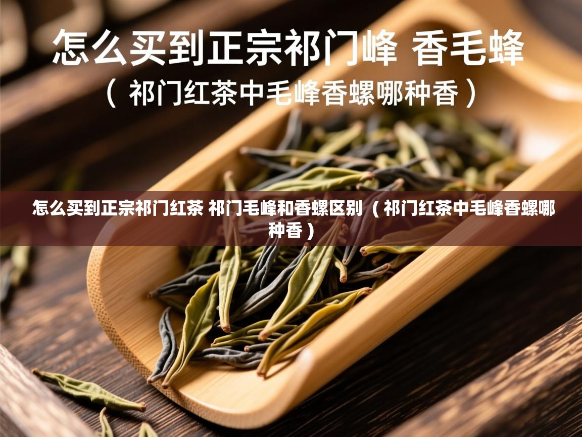 怎么买到正宗祁门红茶 祁门毛峰和香螺区别  ( 祁门红茶中毛峰香螺哪种香 )  怎么买到正宗祁门红茶 祁门毛峰和香螺区别  ( 祁门红茶中毛峰香螺哪种香 )