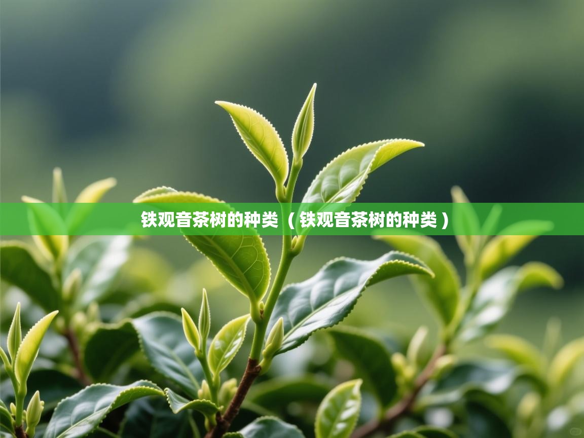 铁观音茶树的种类  ( 铁观音茶树的种类 )  铁观音茶树的种类  ( 铁观音茶树的种类 )