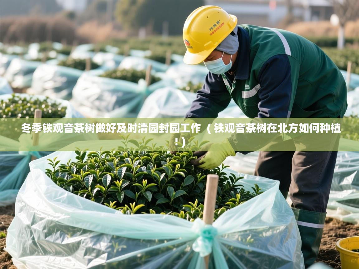  冬季铁观音茶树做好及时清园封园工作  ( 铁观音茶树在北方如何种植! )