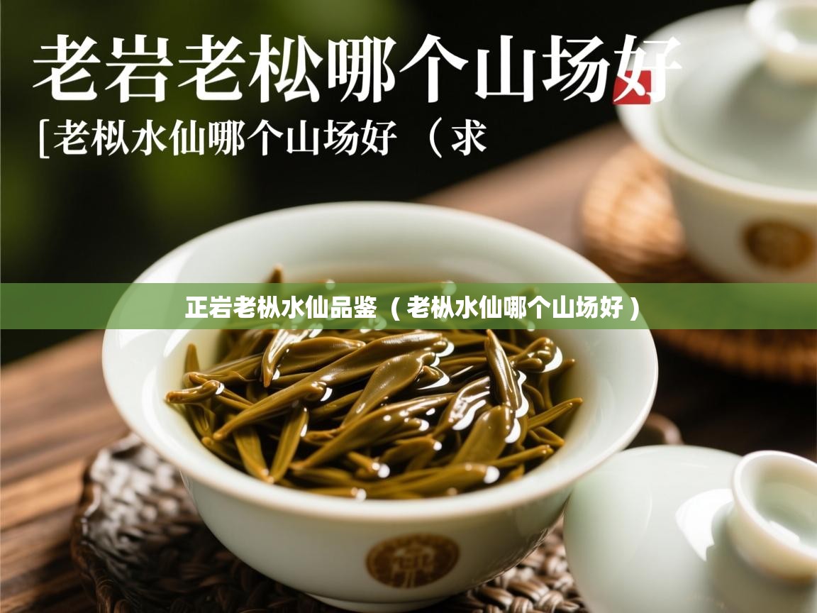 详细阅读: 正岩老枞水仙品鉴  ( 老枞水仙哪个山场好 )  正岩老枞水仙品鉴  ( 老枞水仙哪个山场好 )