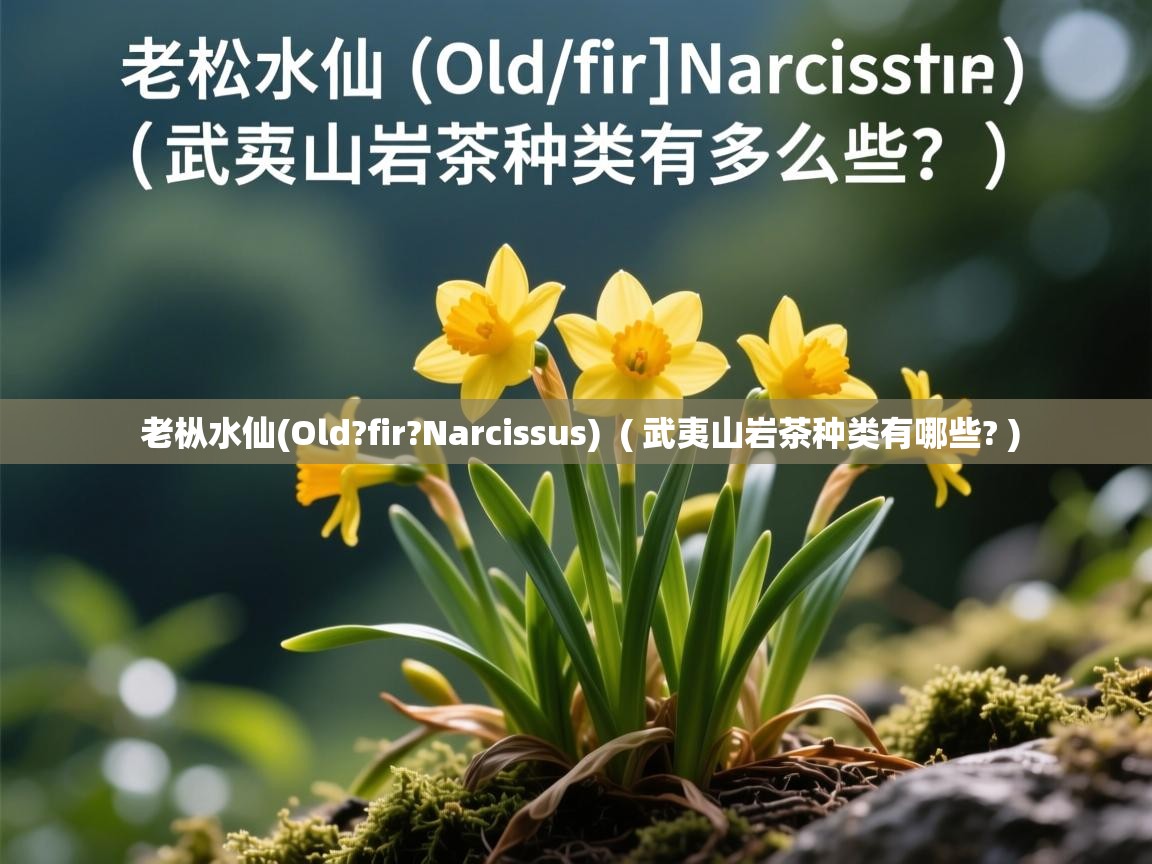 老枞水仙(Old?fir?Narcissus)  ( 武夷山岩茶种类有哪些? )  老枞水仙(Old?fir?Narcissus)  ( 武夷山岩茶种类有哪些? )