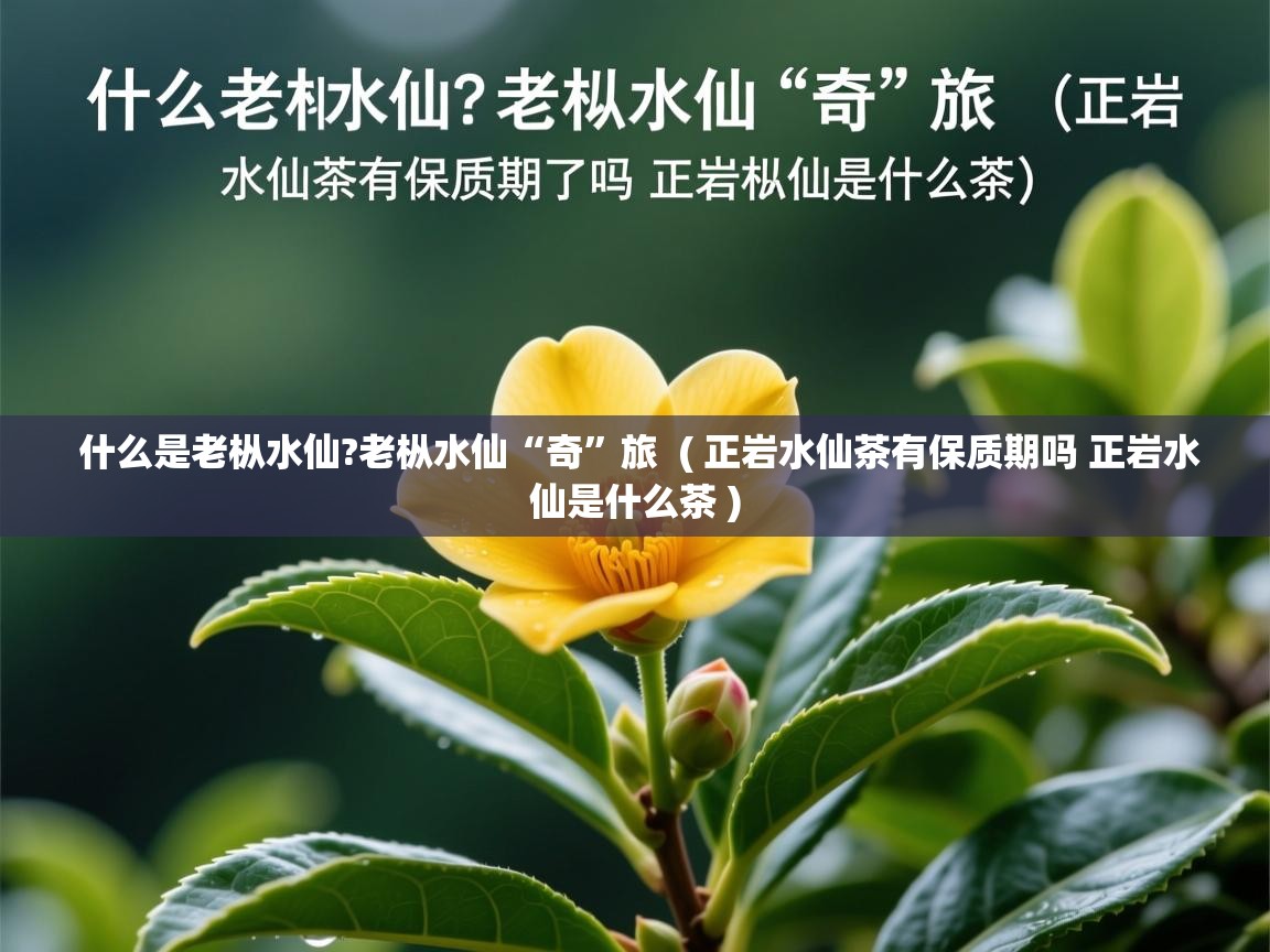 什么是老枞水仙?老枞水仙“奇”旅  ( 正岩水仙茶有保质期吗 正岩水仙是什么茶 )  什么是老枞水仙?老枞水仙“奇”旅  ( 正岩水仙茶有保质期吗 正岩水仙是什么茶 )