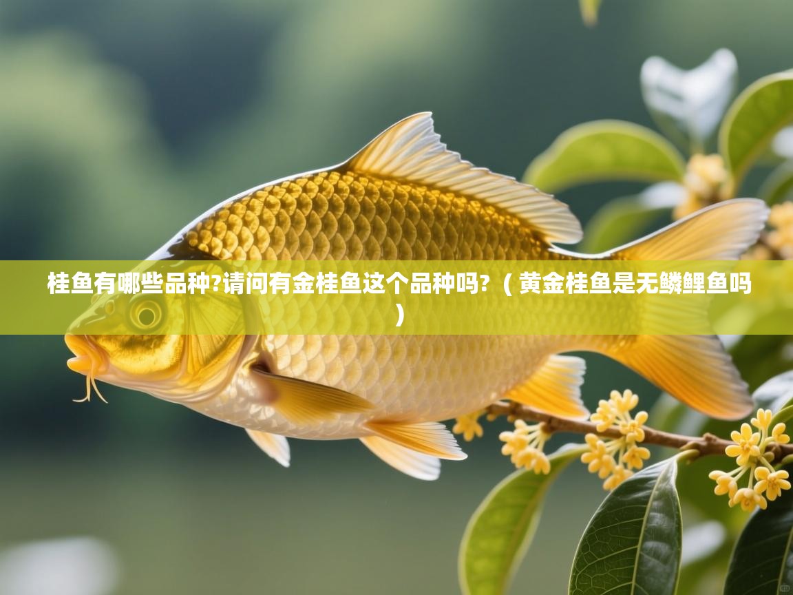  桂鱼有哪些品种?请问有金桂鱼这个品种吗?  ( 黄金桂鱼是无鳞鲤鱼吗 )