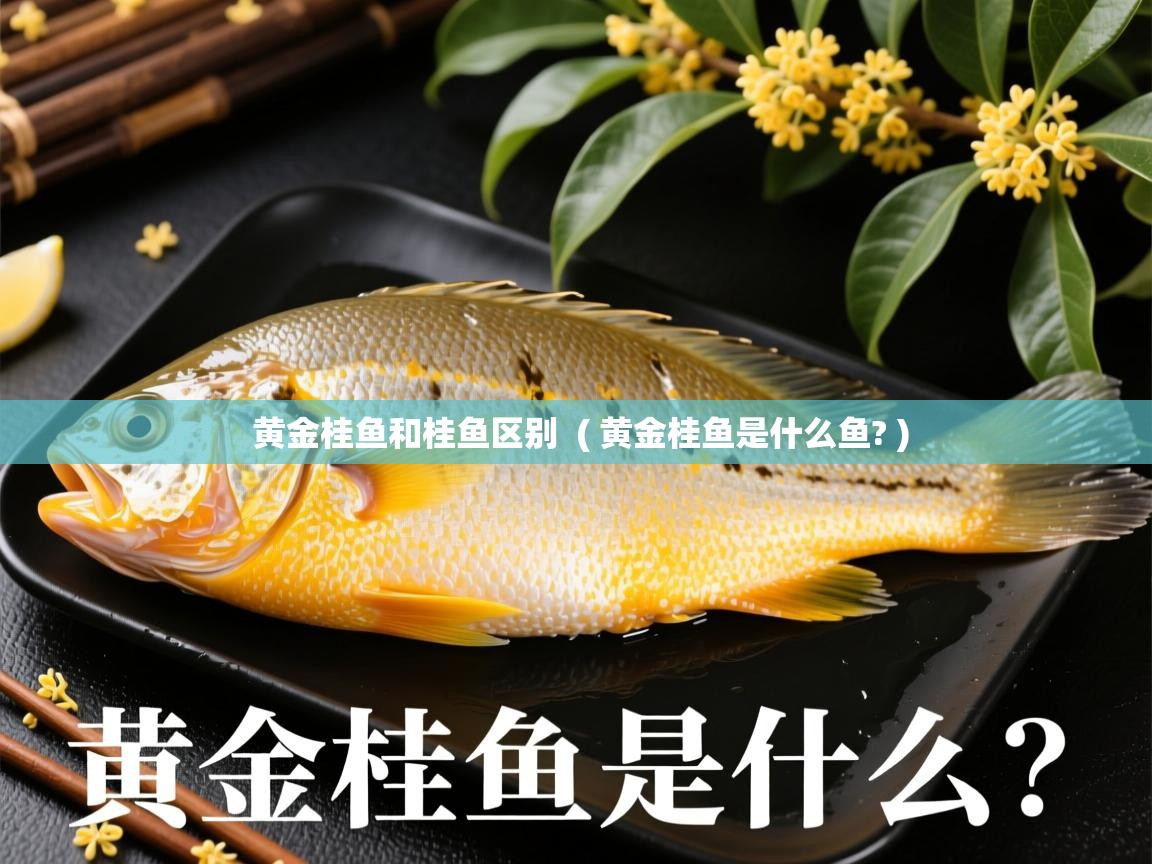  黄金桂鱼和桂鱼区别  ( 黄金桂鱼是什么鱼? )