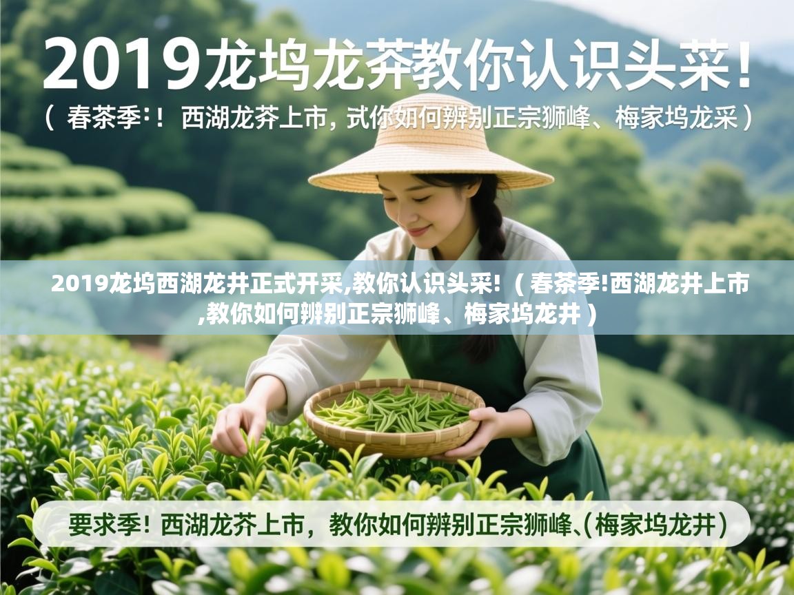 2019龙坞西湖龙井正式开采,教你认识头采!  ( 春茶季!西湖龙井上市,教你如何辨别正宗狮峰、梅家坞龙井 )  2019龙坞西湖龙井正式开采,教你认识头采!  ( 春茶季!西湖龙井上市,教你如何辨别正宗狮峰、梅家坞龙井 )