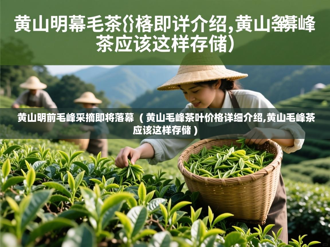  黄山明前毛峰采摘即将落幕  ( 黄山毛峰茶叶价格详细介绍,黄山毛峰茶应该这样存储 )