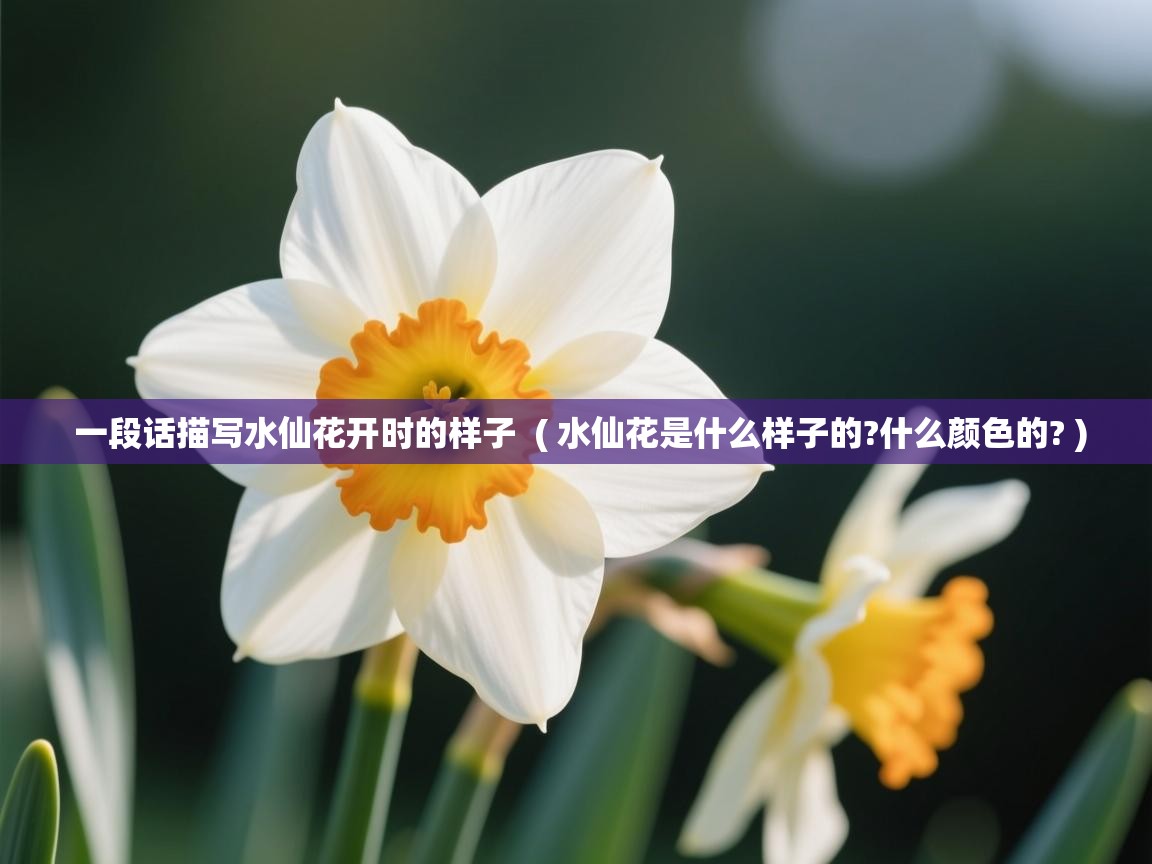一段话描写水仙花开时的样子  ( 水仙花是什么样子的?什么颜色的? )  一段话描写水仙花开时的样子  ( 水仙花是什么样子的?什么颜色的? )