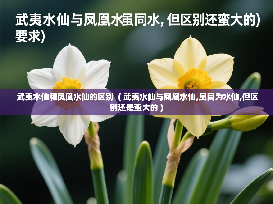 武夷水仙和凤凰水仙的区别  ( 武夷水仙与凤凰水仙,虽同为水仙,但区别还是蛮大的 )  武夷水仙和凤凰水仙的区别  ( 武夷水仙与凤凰水仙,虽同为水仙,但区别还是蛮大的 )