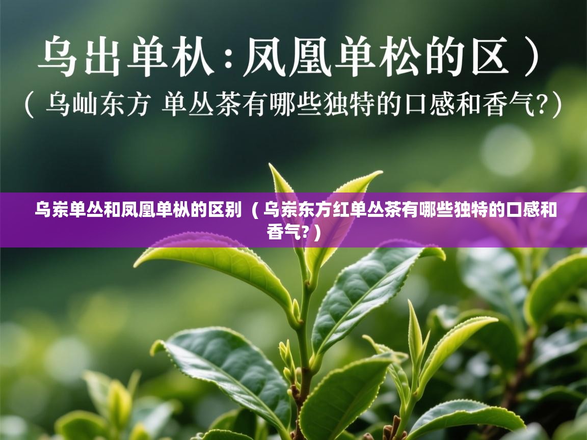 详细阅读: 乌岽单丛和凤凰单枞的区别  ( 乌岽东方红单丛茶有哪些独特的口感和香气? )  乌岽单丛和凤凰单枞的区别  ( 乌岽东方红单丛茶有哪些独特的口感和香气? )