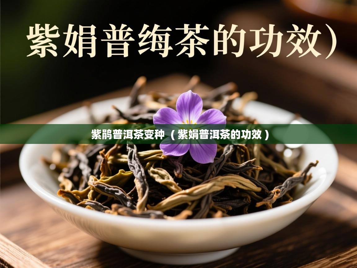 紫鹃普洱茶变种  ( 紫娟普洱茶的功效 )  紫鹃普洱茶变种  ( 紫娟普洱茶的功效 )