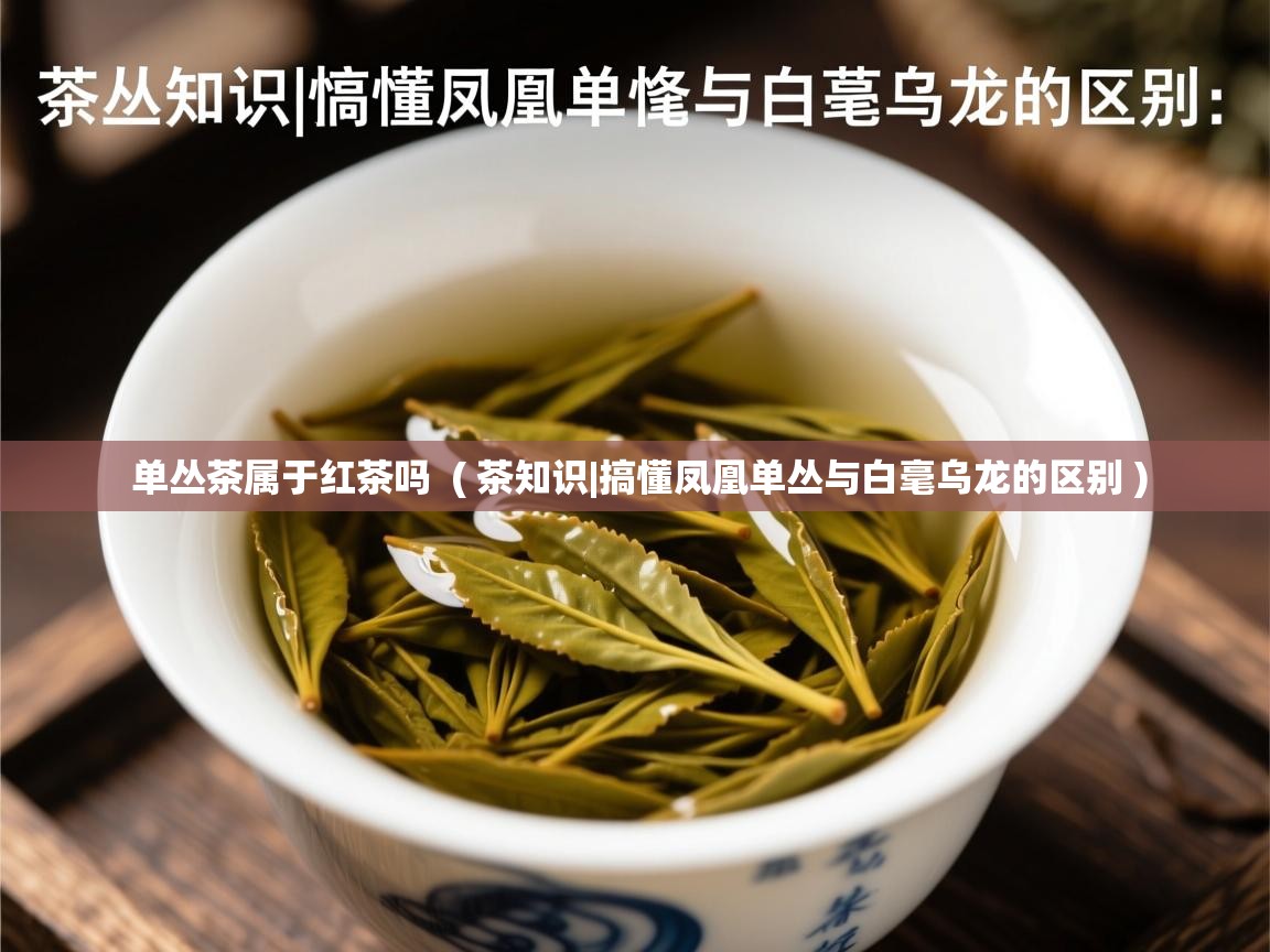 详细阅读: 单丛茶属于红茶吗  ( 茶知识|搞懂凤凰单丛与白毫乌龙的区别 )  单丛茶属于红茶吗  ( 茶知识|搞懂凤凰单丛与白毫乌龙的区别 )