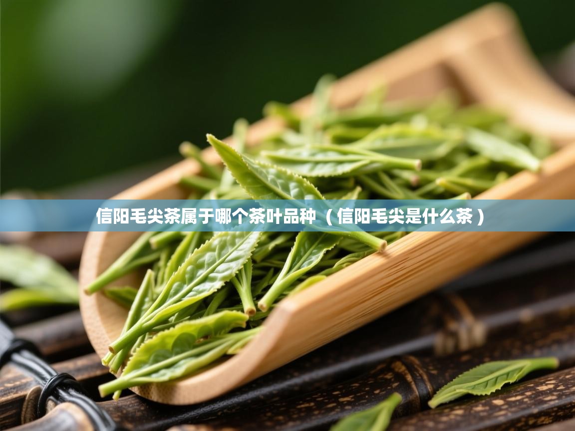 信阳毛尖茶属于哪个茶叶品种  ( 信阳毛尖是什么茶 )  信阳毛尖茶属于哪个茶叶品种  ( 信阳毛尖是什么茶 )