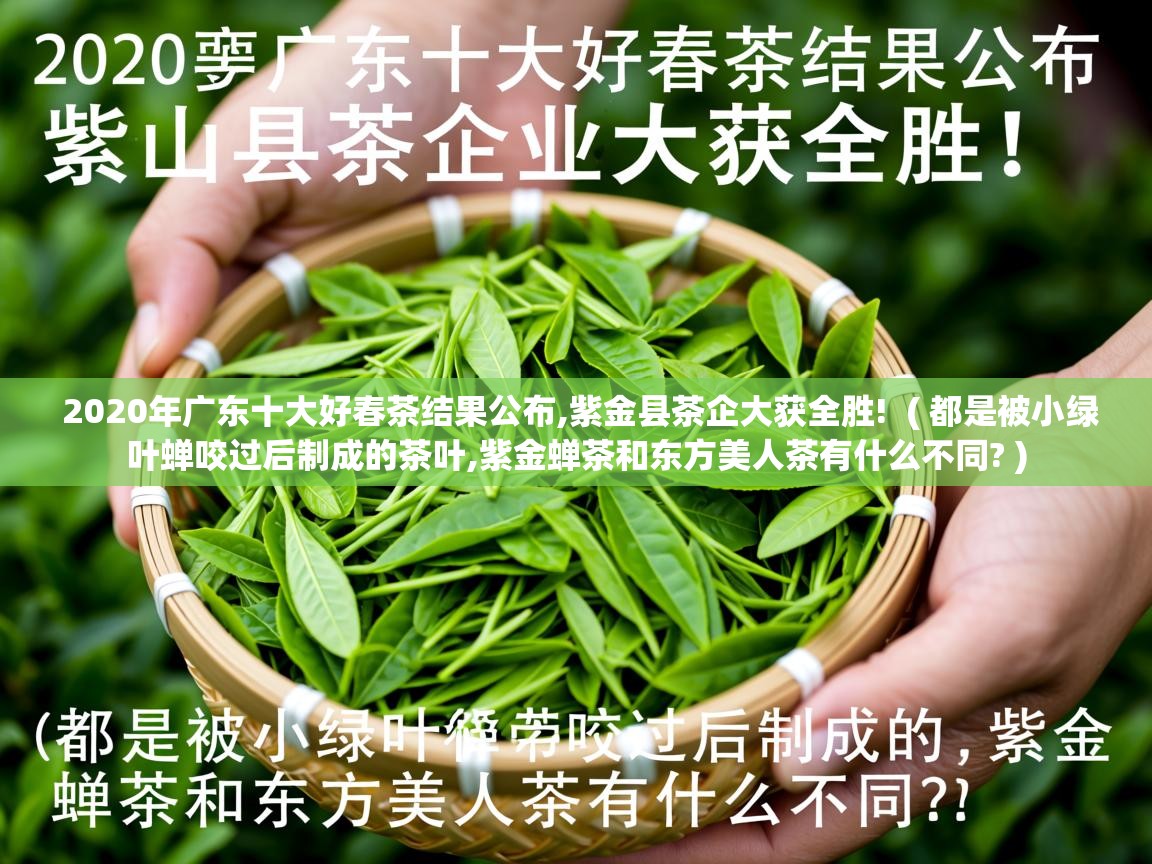  2020年广东十大好春茶结果公布,紫金县茶企大获全胜!  ( 都是被小绿叶蝉咬过后制成的茶叶,紫金蝉茶和东方美人茶有什么不同? )
