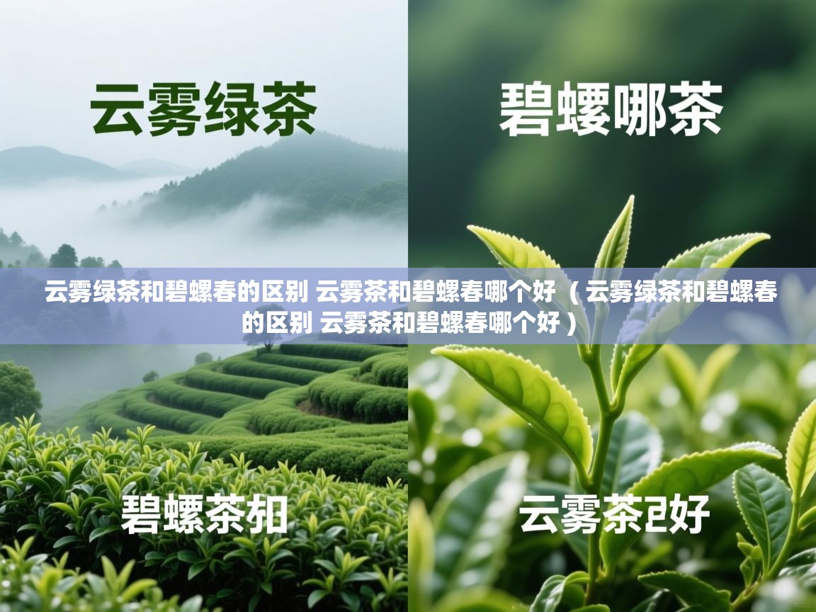  云雾绿茶和碧螺春的区别 云雾茶和碧螺春哪个好  ( 云雾绿茶和碧螺春的区别 云雾茶和碧螺春哪个好 )