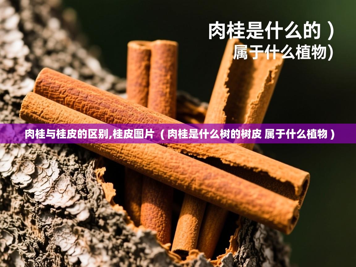  肉桂与桂皮的区别,桂皮图片  ( 肉桂是什么树的树皮 属于什么植物 )