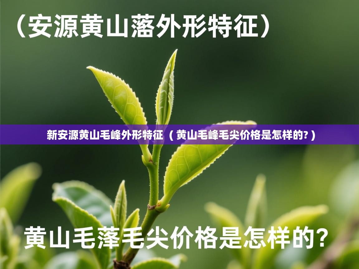  新安源黄山毛峰外形特征  ( 黄山毛峰毛尖价格是怎样的? )