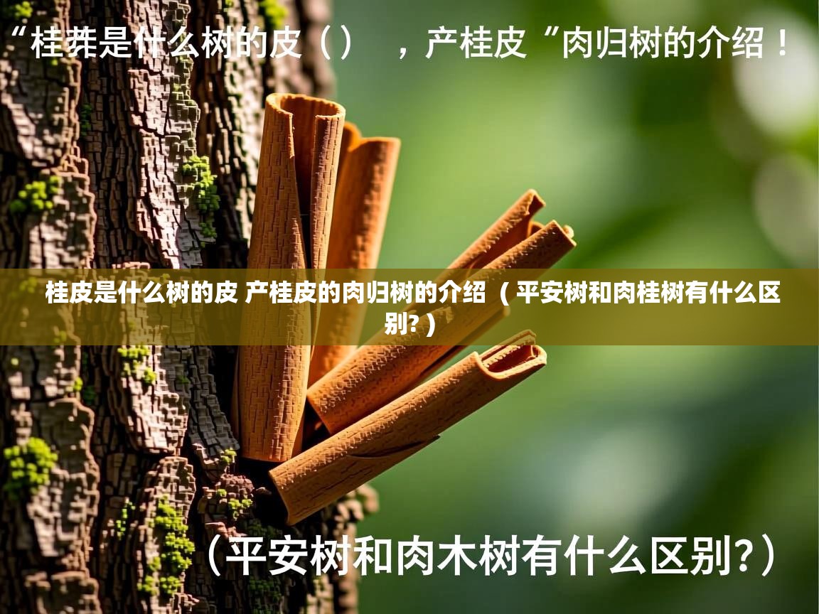  桂皮是什么树的皮 产桂皮的肉归树的介绍  ( 平安树和肉桂树有什么区别? )