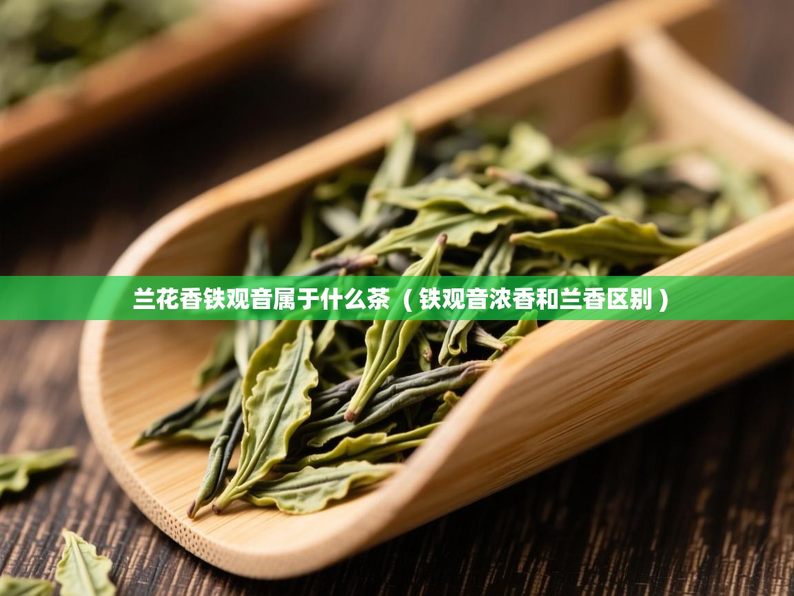兰花香铁观音属于什么茶  ( 铁观音浓香和兰香区别 )  兰花香铁观音属于什么茶  ( 铁观音浓香和兰香区别 )
