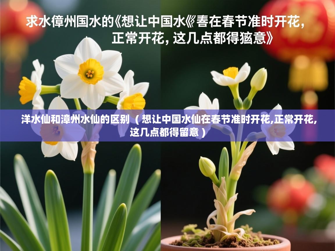 详细阅读: 洋水仙和漳州水仙的区别  ( 想让中国水仙在春节准时开花,正常开花,这几点都得留意 )  洋水仙和漳州水仙的区别  ( 想让中国水仙在春节准时开花,正常开花,这几点都得留意 )
