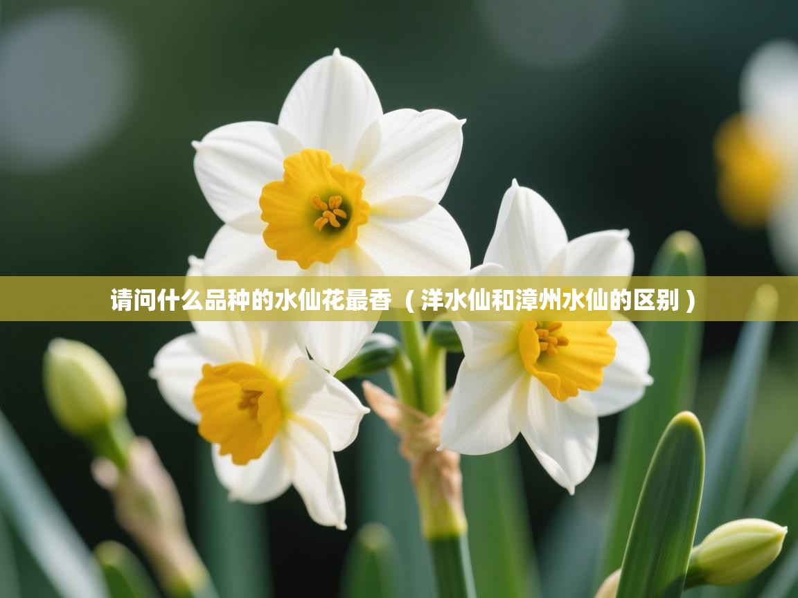 详细阅读: 请问什么品种的水仙花最香  ( 洋水仙和漳州水仙的区别 )  请问什么品种的水仙花最香  ( 洋水仙和漳州水仙的区别 )