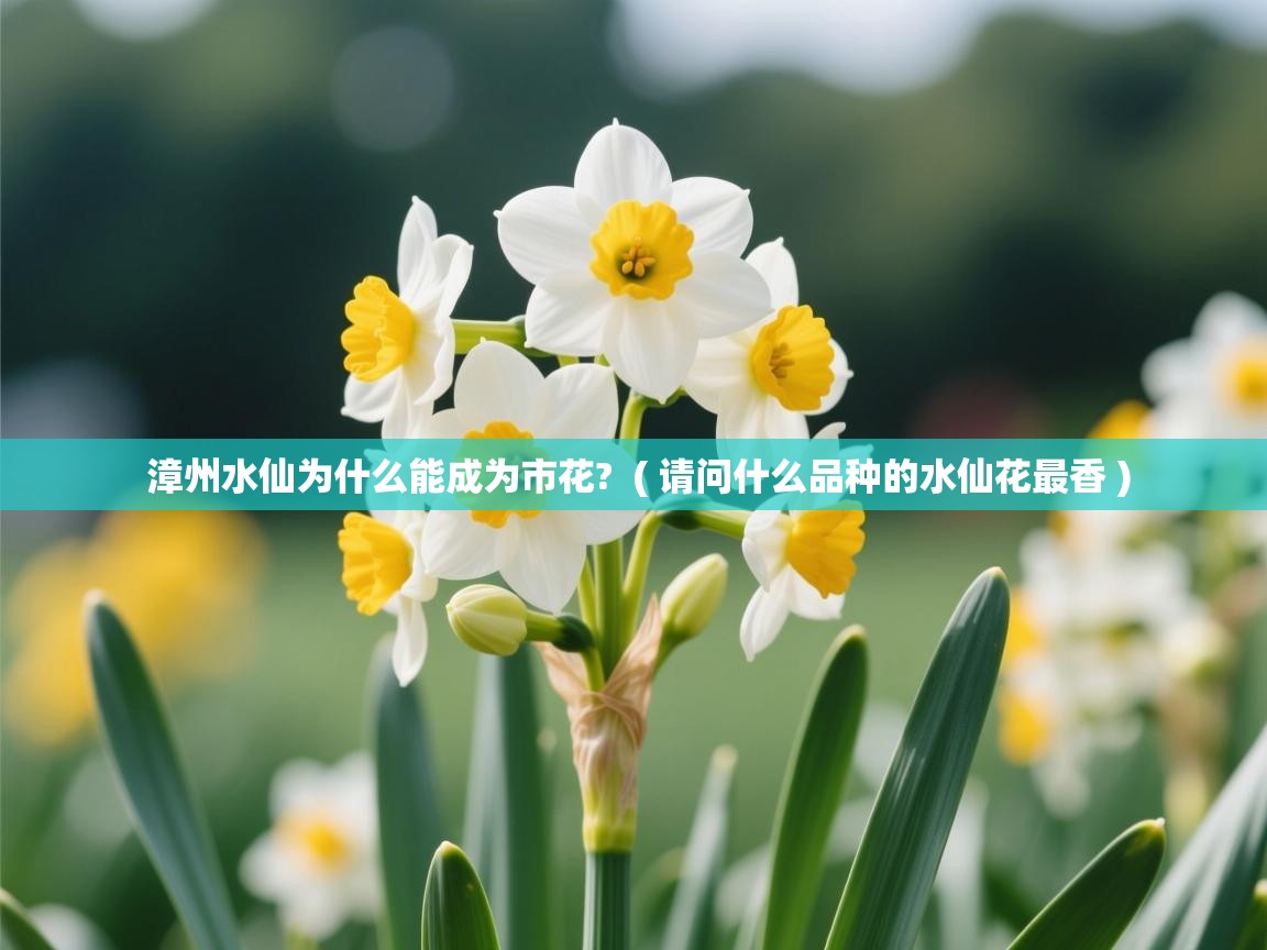 漳州水仙为什么能成为市花?  ( 请问什么品种的水仙花最香 )  漳州水仙为什么能成为市花?  ( 请问什么品种的水仙花最香 )