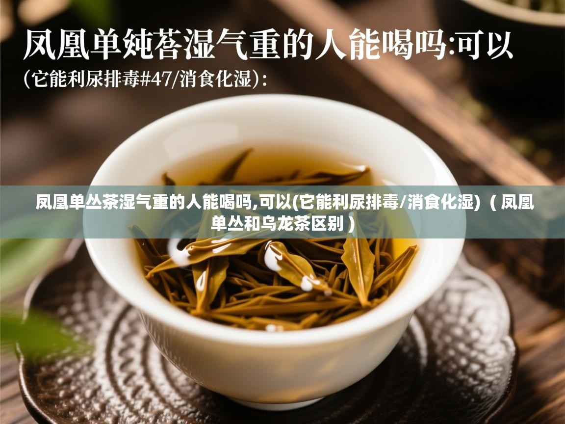 详细阅读: 凤凰单丛茶湿气重的人能喝吗,可以(它能利尿排毒/消食化湿)  ( 凤凰单丛和乌龙茶区别 )  凤凰单丛茶湿气重的人能喝吗,可以(它能利尿排毒/消食化湿)  ( 凤凰单丛和乌龙茶区别 )