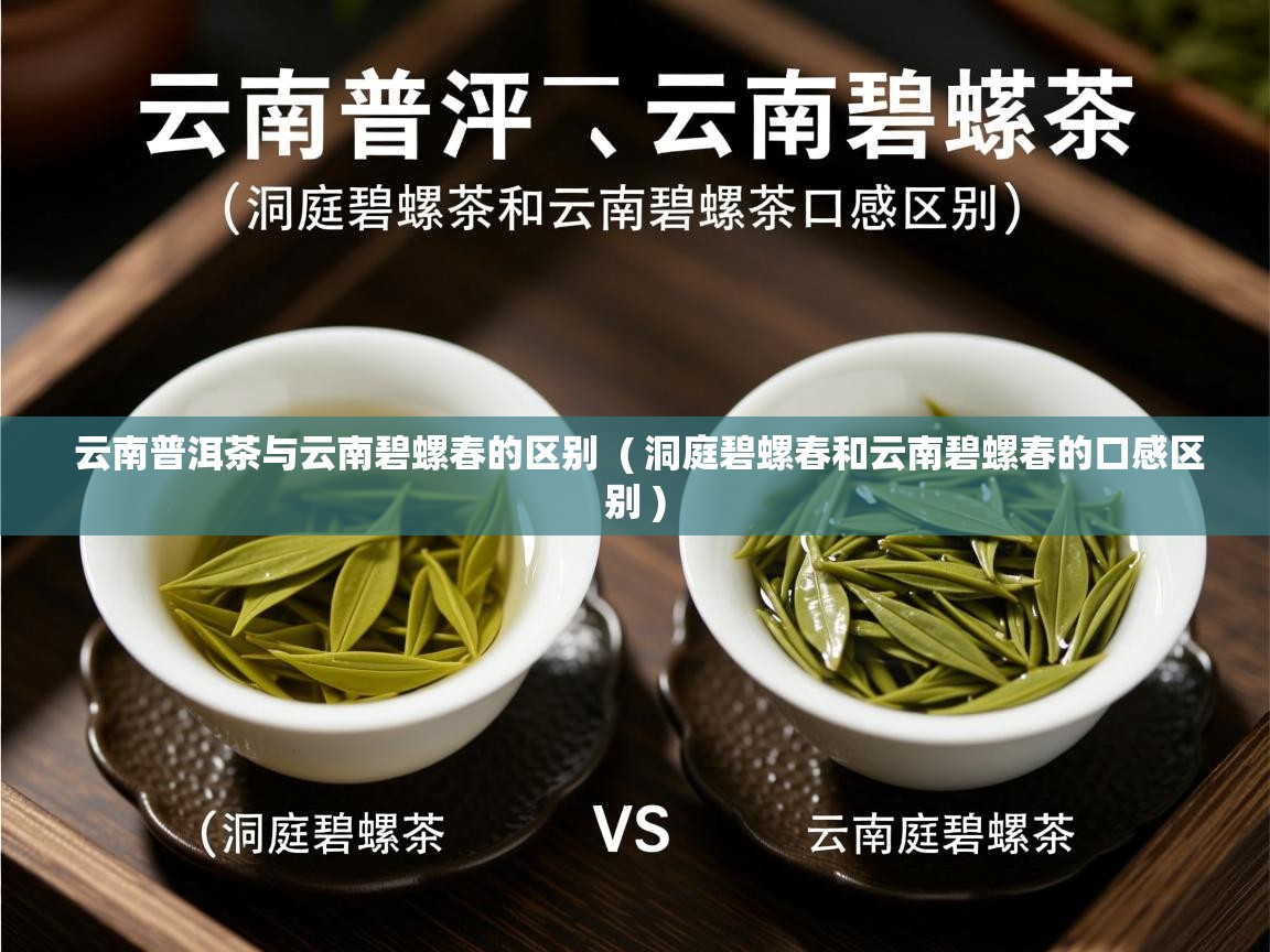 详细阅读: 云南普洱茶与云南碧螺春的区别  ( 洞庭碧螺春和云南碧螺春的口感区别 )  云南普洱茶与云南碧螺春的区别  ( 洞庭碧螺春和云南碧螺春的口感区别 )