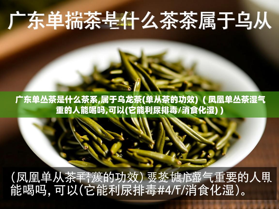 广东单丛茶是什么茶系,属于乌龙茶(单从茶的功效)  ( 凤凰单丛茶湿气重的人能喝吗,可以(它能利尿排毒/消食化湿) )  广东单丛茶是什么茶系,属于乌龙茶(单从茶的功效)  ( 凤凰单丛茶湿气重的人能喝吗,可以(它能利尿排毒/消食化湿) )