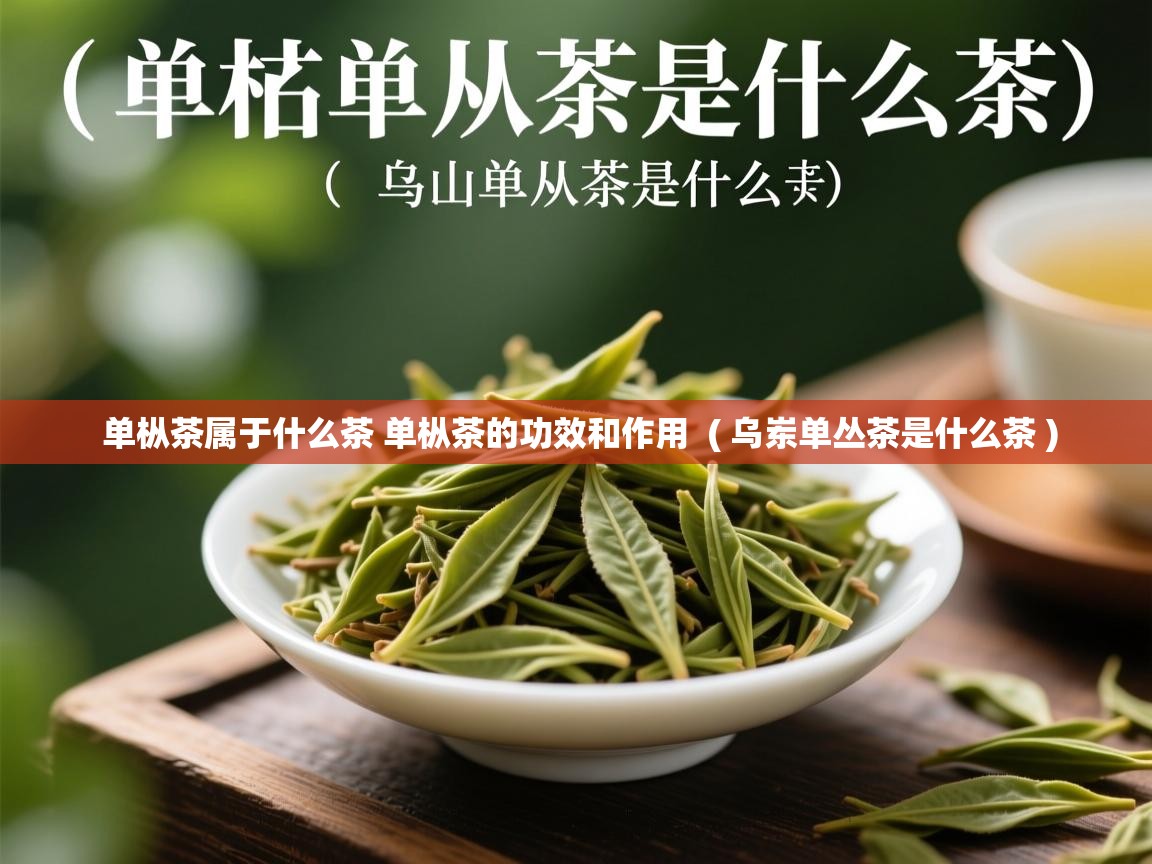 单枞茶属于什么茶 单枞茶的功效和作用  ( 乌岽单丛茶是什么茶 )  单枞茶属于什么茶 单枞茶的功效和作用  ( 乌岽单丛茶是什么茶 )