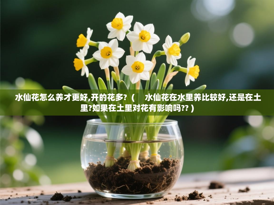 水仙花怎么养才更好,开的花多?  (  水仙花在水里养比较好,还是在土里?如果在土里对花有影响吗?? )  水仙花怎么养才更好,开的花多?  (  水仙花在水里养比较好,还是在土里?如果在土里对花有影响吗?? )