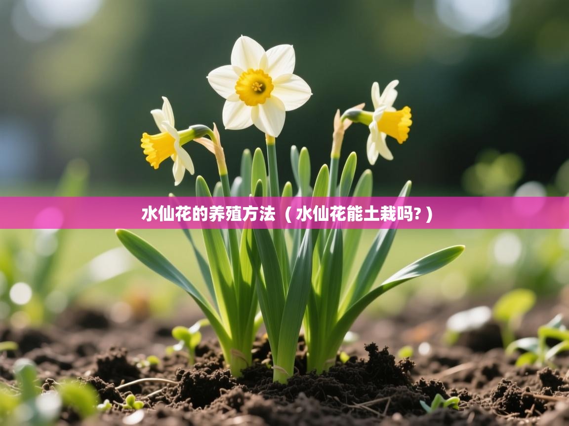 水仙花的养殖方法  ( 水仙花能土栽吗? )  水仙花的养殖方法  ( 水仙花能土栽吗? )
